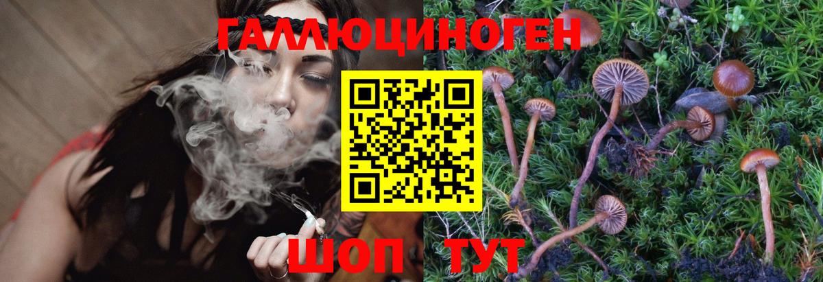 Галлюциногенные грибы Psilocybe Ефремов